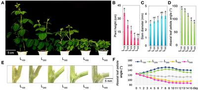 Light intensity shop for seedlings